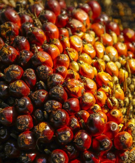 vertical-shot-piled-palm-kernel-oil-ground-perfect-background